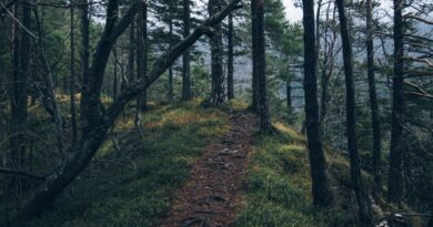 adventure forest nature 4029 824x550