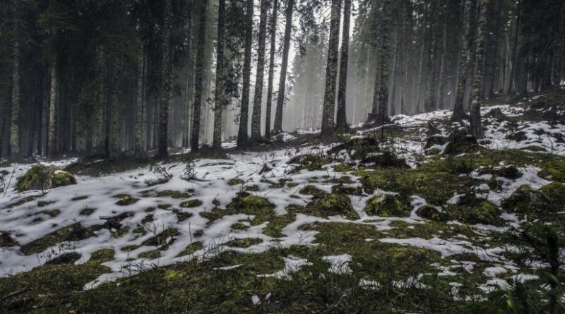 forest nature snow 4058 824x550
