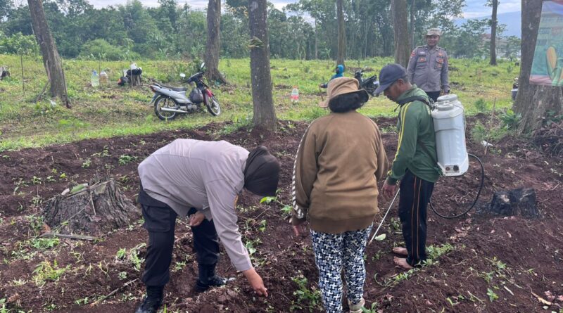 Polri Turun ke Lahan, Dampingi Petani Tanam Jagung Kuartal IV Dukung Swasembada Pangan di Pasuruan img 20260610 wa0015